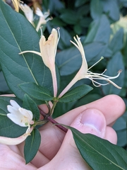 Lonicera japonica