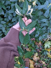 Lonicera japonica