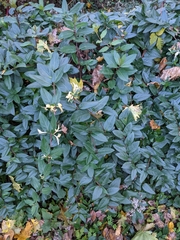 Lonicera japonica