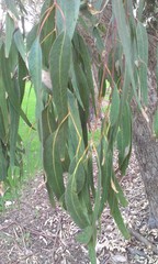 Thaumastocoris peregrinus