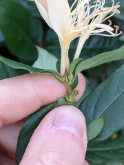 Lonicera japonica