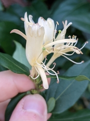 Lonicera japonica