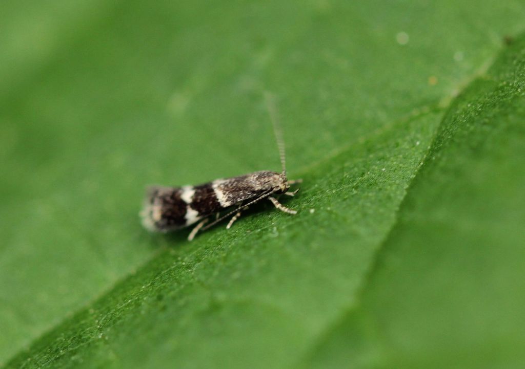 broken-barred dwarf