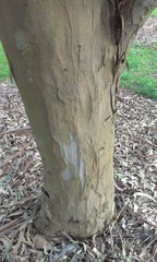 Thaumastocoris peregrinus