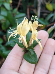 Lonicera japonica