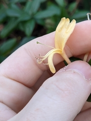 Lonicera japonica