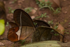 Pierella nereis