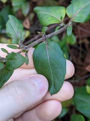 Lonicera japonica