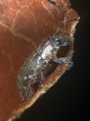 Microlarinus lareynii