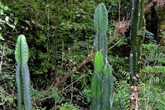 Cereus stenogonus
