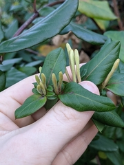 Lonicera japonica
