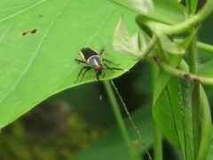 Hemithyrsocera histrio