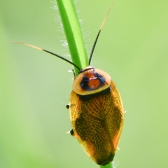 Ellipsidion reticulatum