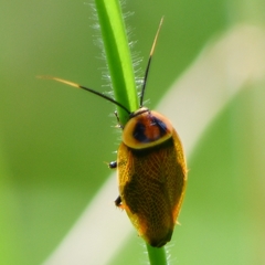 Ellipsidion reticulatum