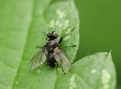 Oestroidea