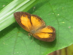 Mycalesis anapita