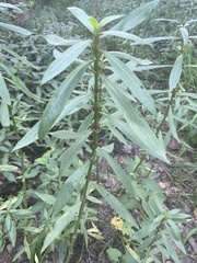 Hygrophila lacustris