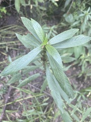 Hygrophila lacustris