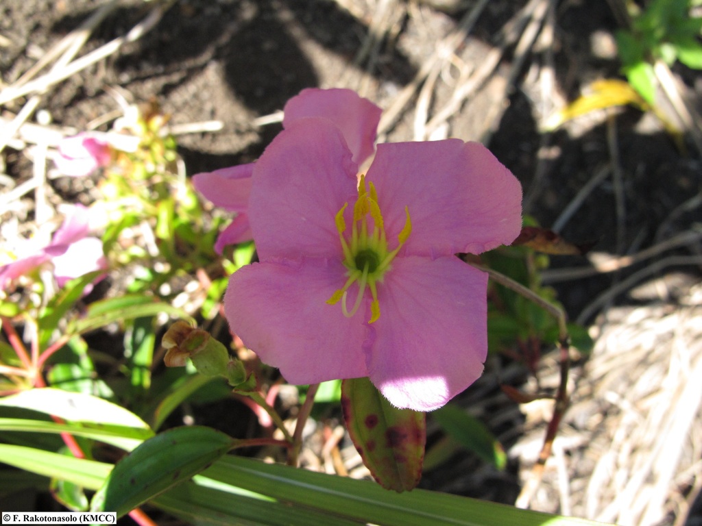 Rousseauxia chrysophylla