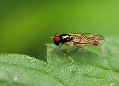 Melanostoma