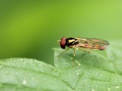 Melanostoma