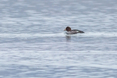Bucephala clangula