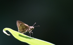 Hesperiinae
