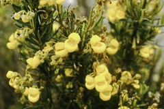 Calceolaria ferruginea