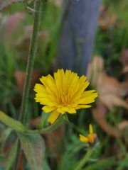 Picris hieracioides