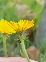 Picris hieracioides
