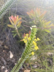 Struthiola argentea