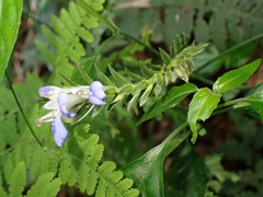 Rungia taiwanensis