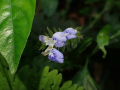 Rungia taiwanensis
