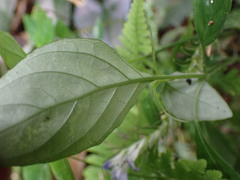 Rungia taiwanensis