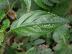 Rungia taiwanensis