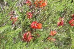 Melaleuca lateritia