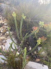 Struthiola argentea