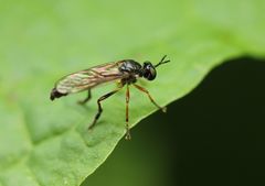 Dioctria hyalipennis