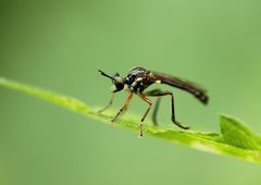 Dioctria hyalipennis