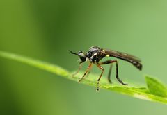 Dioctria hyalipennis