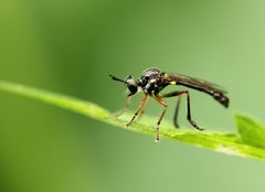 Dioctria hyalipennis