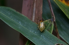 Diabrotica interruptolineata