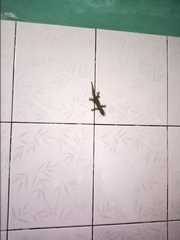 Hemidactylus platyurus