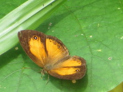 Mycalesis anapita