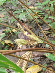 Pleiostachya pruinosa