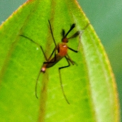 Coquillettidia xanthogaster