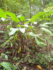 Pleiostachya pruinosa