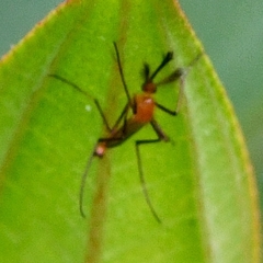 Coquillettidia xanthogaster