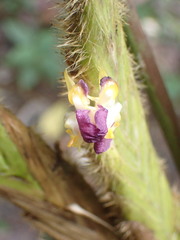 Pleiostachya pruinosa