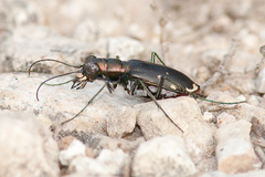 Cicindela cazieri